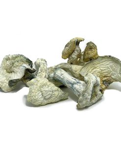 Albino Malabar Magic Mushroom