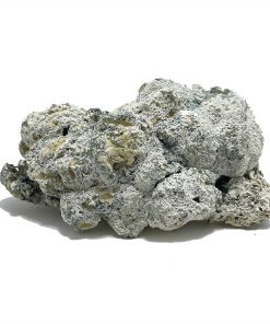 Enigma Magic Mushroom