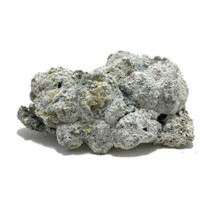 Enigma Magic Mushroom