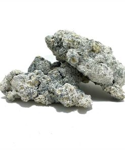 Enigma Magic Mushroom