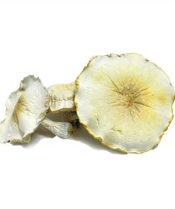 Albino Roller Coaster Magic Mushroom