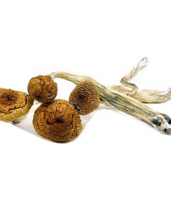 Blue Angels Magic Mushroom