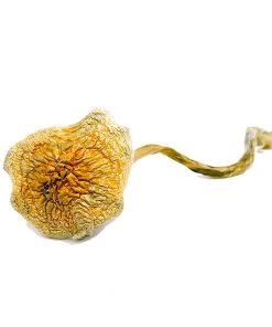 Goldie Magic Mushroom