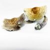 Jumbo Brazilian Cubensis Magic Mushroom