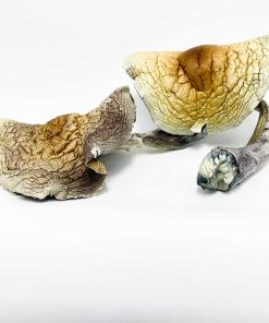 Jumbo Brazilian Cubensis Magic Mushroom