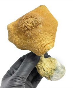 King Kong Magic Mushrooms