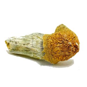 Penis Envy Magic Mushrooms