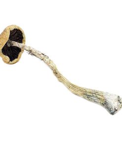 Penis Envy 6 Magic Mushrooms