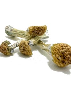 Purple Mystic Magic Mushroom