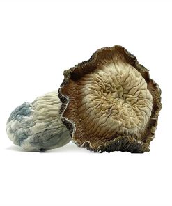 Tidal Wave Magic Mushroom