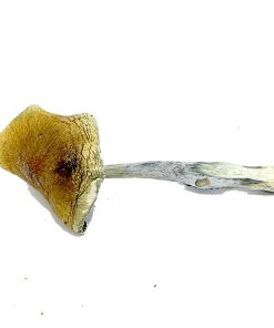 Vietnamese Magic Mushroom