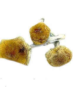 Vietnamese Magic Mushroom